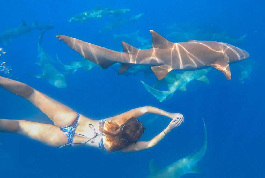 Schwimmen mit Haien